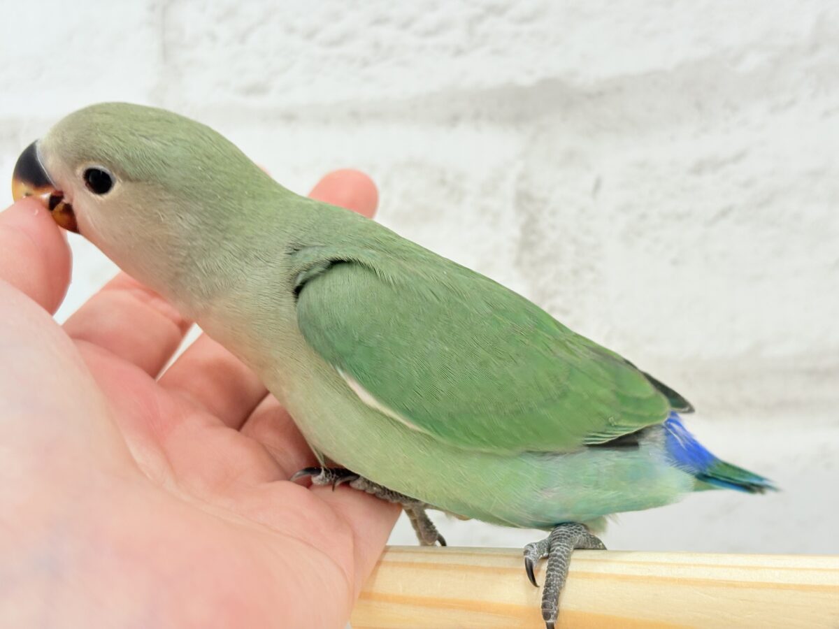 コザクラインコ（小桜インコ）