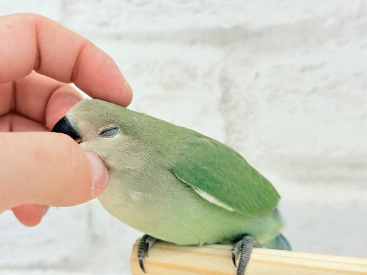 コザクラインコ（小桜インコ）