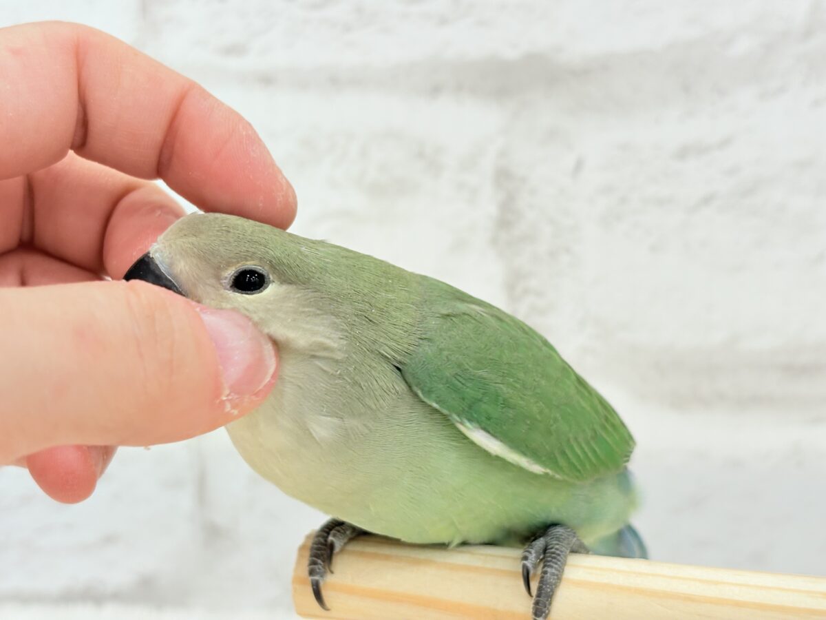 コザクラインコ（小桜インコ）
