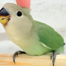 【最新画像更新🪄】ぺたんこコザたんに癒される🐣🫧コザクラインコ(ブルーチェリー) ヒナ