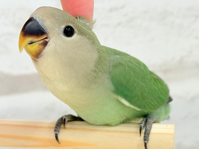 【最新画像更新🪄】ぺたんこコザたんに癒される🐣🫧コザクラインコ(ブルーチェリー) ヒナ