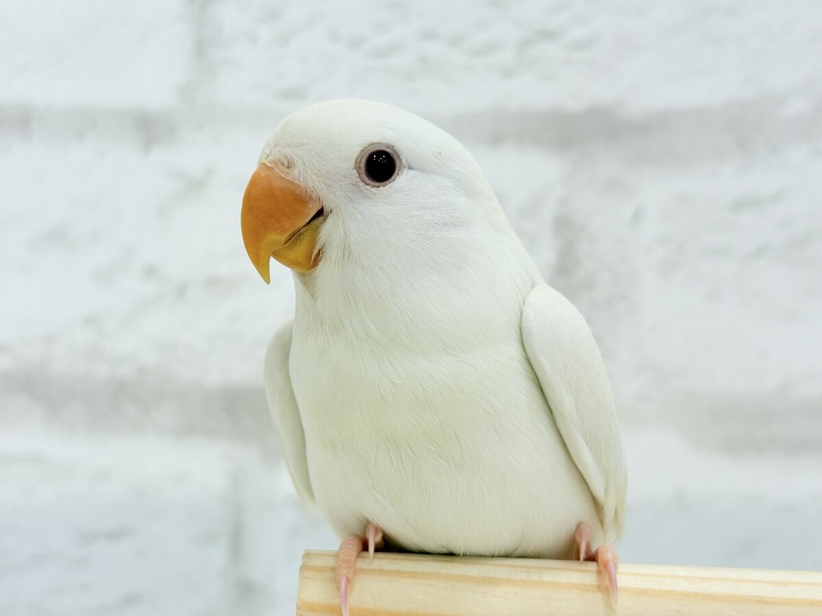 【最新画像更新🪄ひとり餌になりました☆】ほんのりふんわり感じるレモン🐣🍋コザクラインコ(クリームイノ) ヒナ コザクラインコ(小桜インコ)
