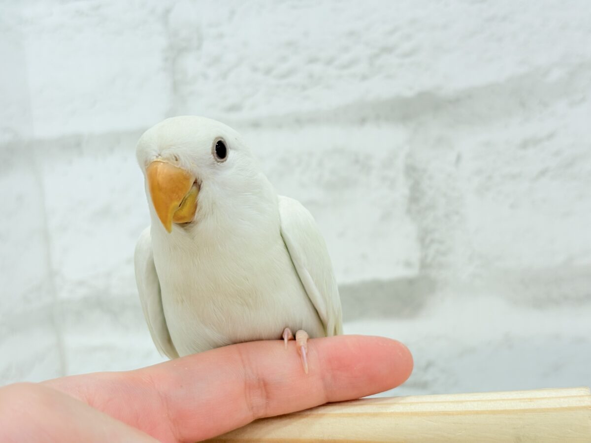 コザクラインコ（小桜インコ）