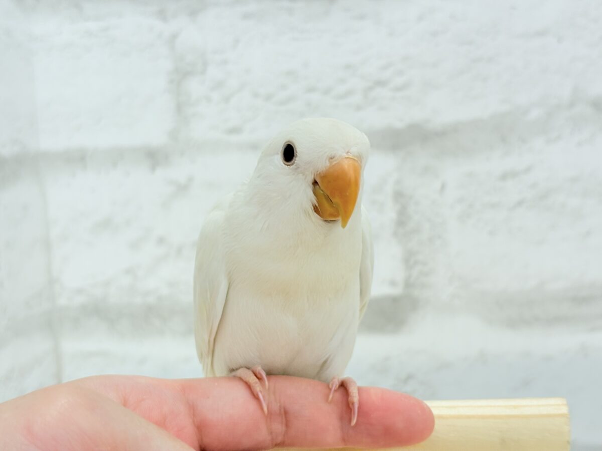 【最新画像更新🪄ひとり餌になりました☆】ほんのりふんわり感じるレモン🐣🍋コザクラインコ(クリームイノ) ヒナ コザクラインコ(小桜インコ)