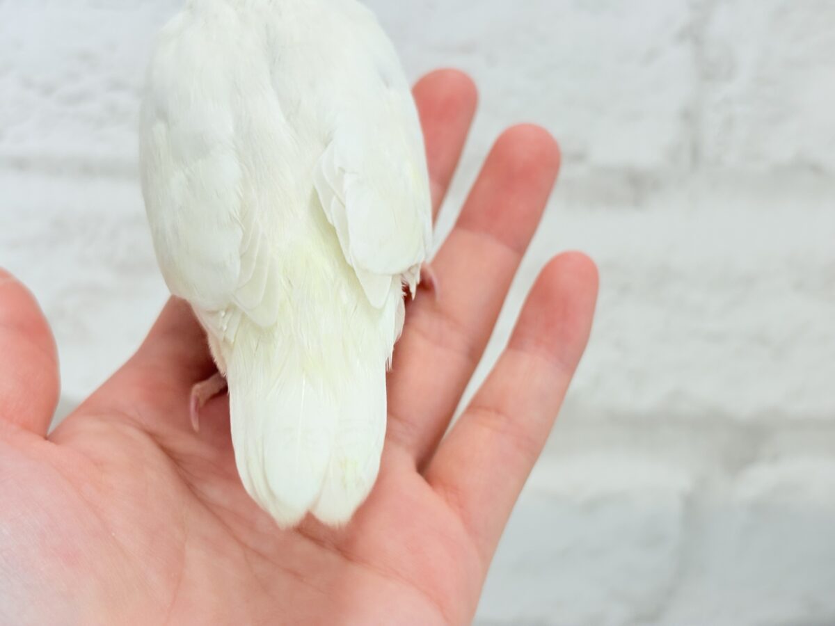 【最新画像更新🪄ひとり餌になりました☆】ほんのりふんわり感じるレモン🐣🍋コザクラインコ(クリームイノ) ヒナ コザクラインコ(小桜インコ)