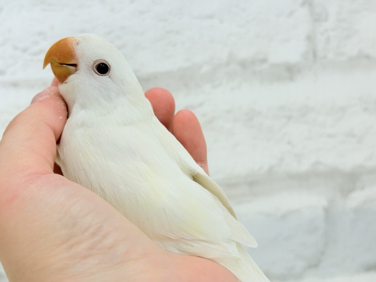 コザクラインコ（小桜インコ）