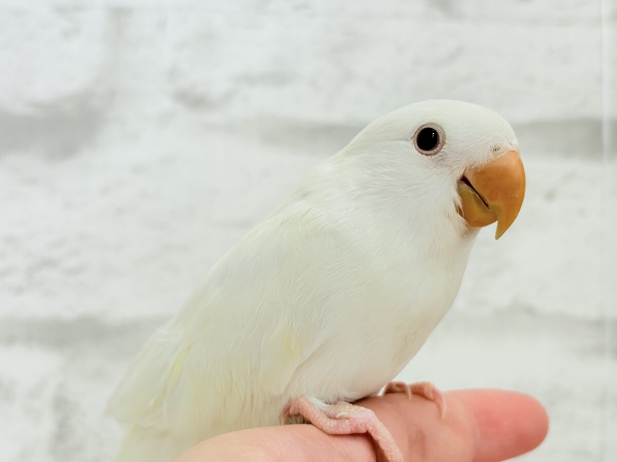 コザクラインコ（小桜インコ）