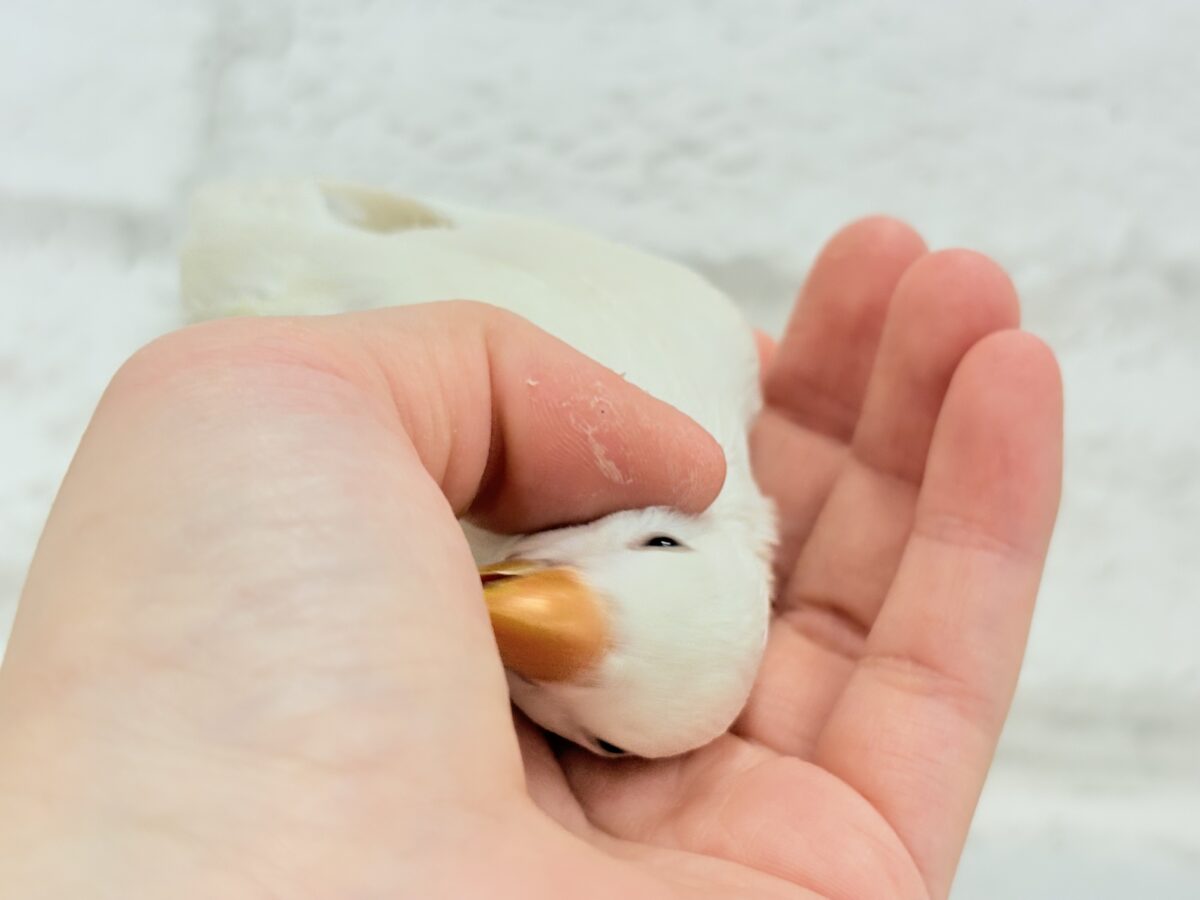 【最新画像更新🪄ひとり餌になりました☆】ほんのりふんわり感じるレモン🐣🍋コザクラインコ(クリームイノ) ヒナ コザクラインコ(小桜インコ)