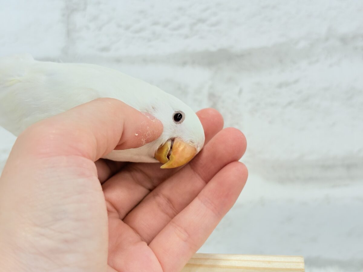 【最新画像更新🪄ひとり餌になりました☆】ほんのりふんわり感じるレモン🐣🍋コザクラインコ(クリームイノ) ヒナ コザクラインコ(小桜インコ)