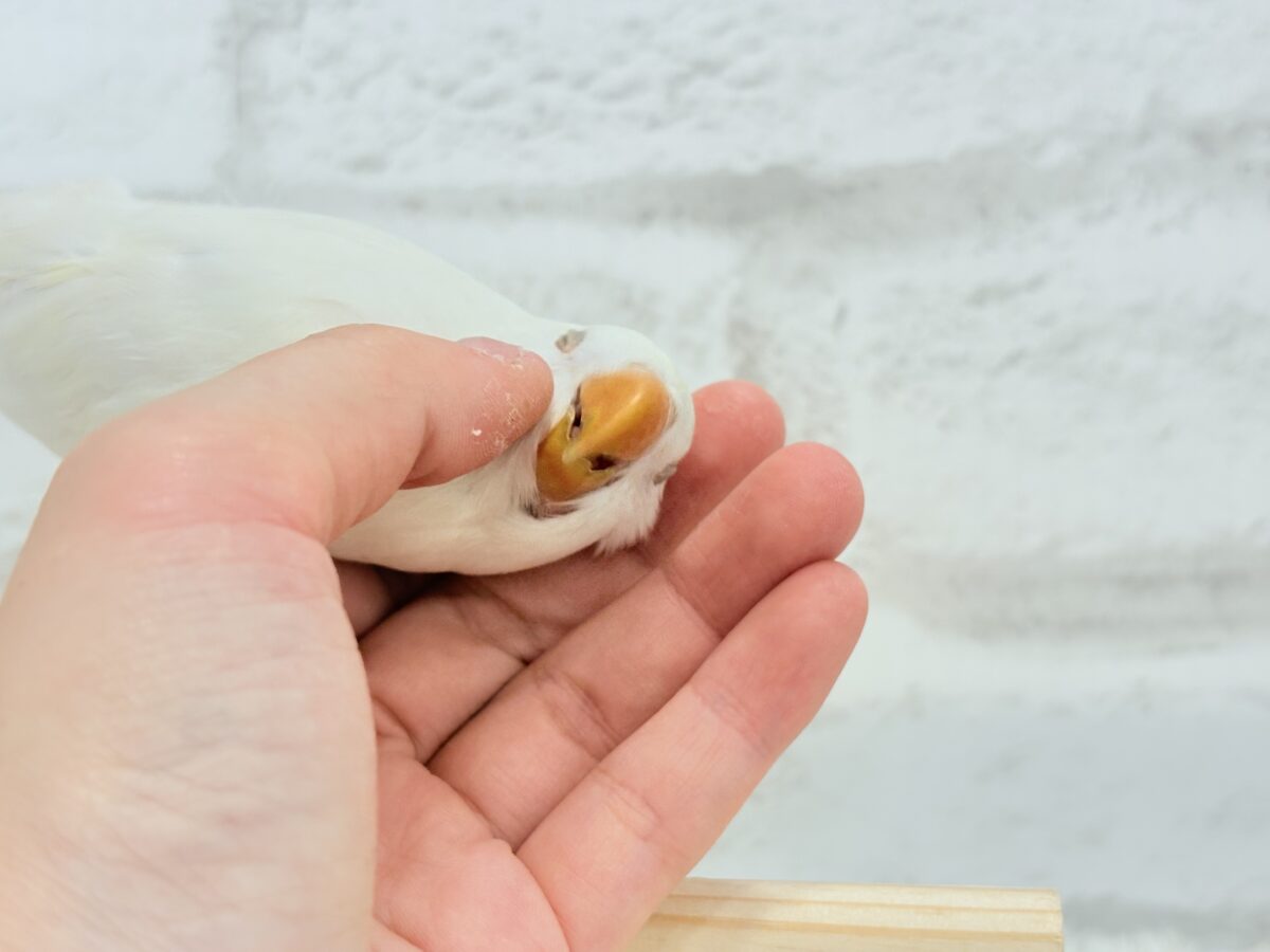 【最新画像更新🪄ひとり餌になりました☆】ほんのりふんわり感じるレモン🐣🍋コザクラインコ(クリームイノ) ヒナ コザクラインコ(小桜インコ)