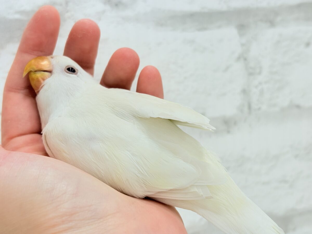 【最新画像更新🪄ひとり餌になりました☆】ほんのりふんわり感じるレモン🐣🍋コザクラインコ(クリームイノ) ヒナ コザクラインコ(小桜インコ)