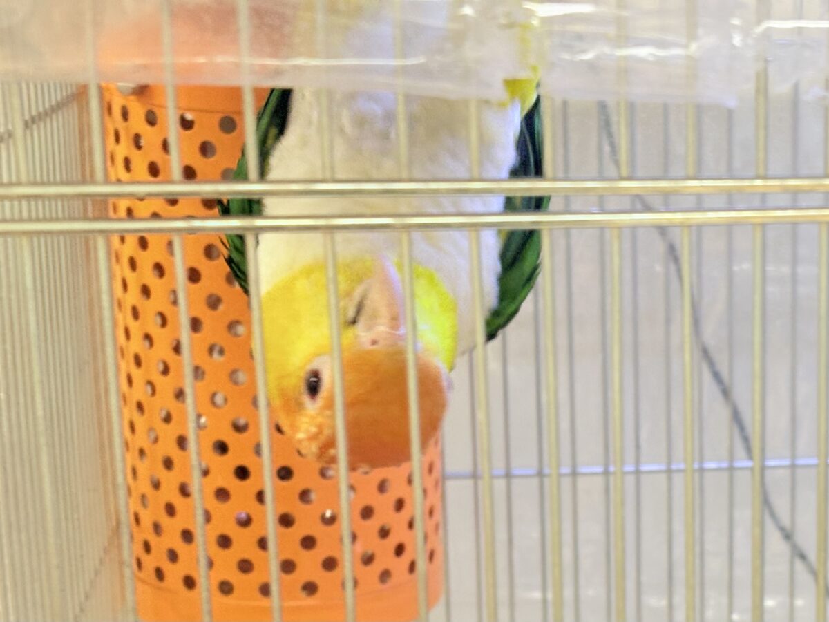 シロハラインコ