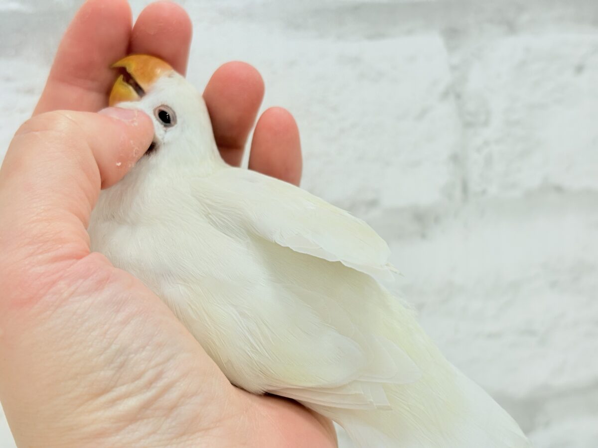 【最新画像更新🪄ひとり餌になりました☆】ほんのりふんわり感じるレモン🐣🍋コザクラインコ(クリームイノ) ヒナ コザクラインコ(小桜インコ)