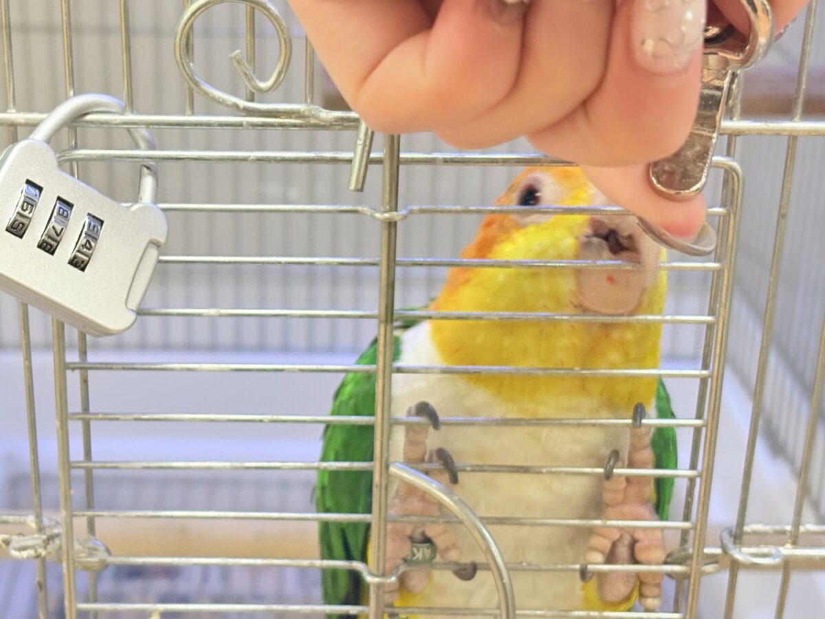 シロハラインコ