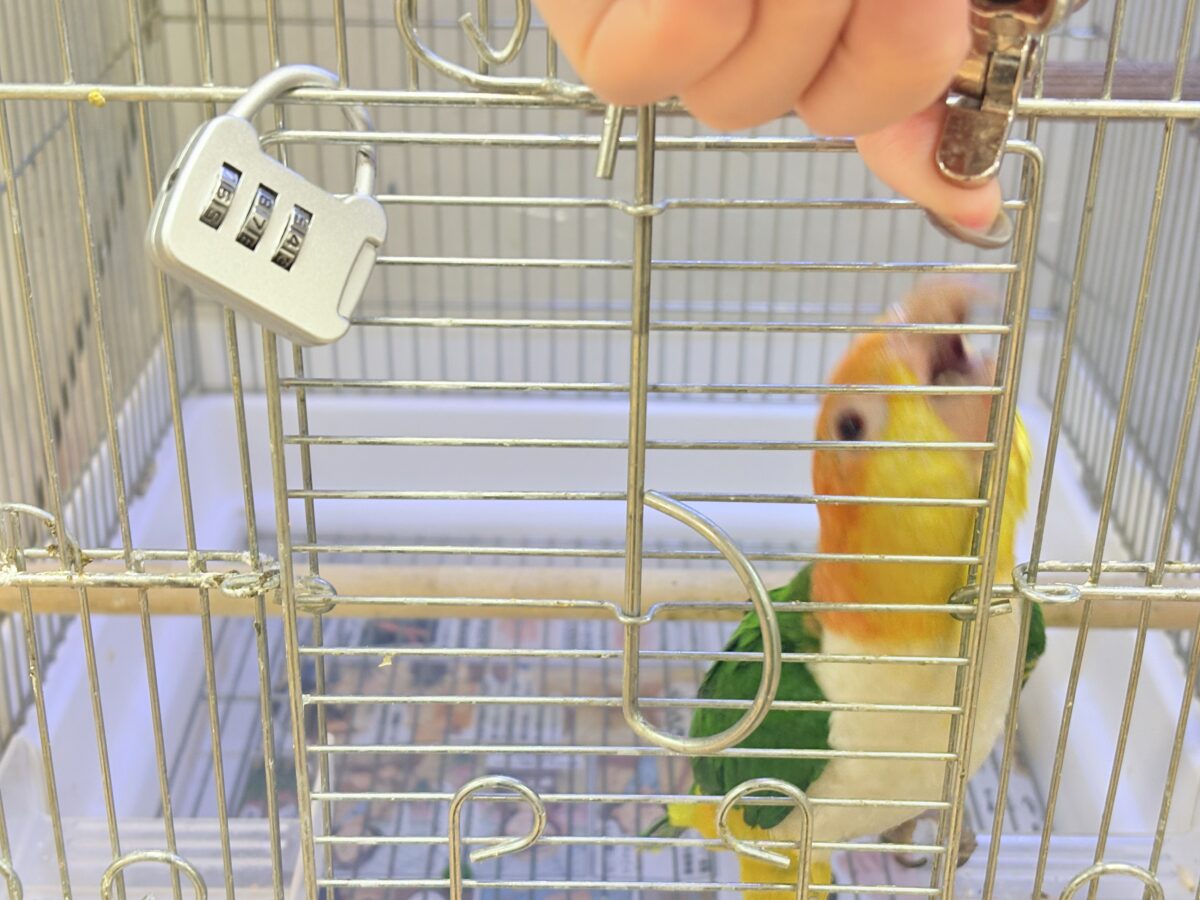 シロハラインコ
