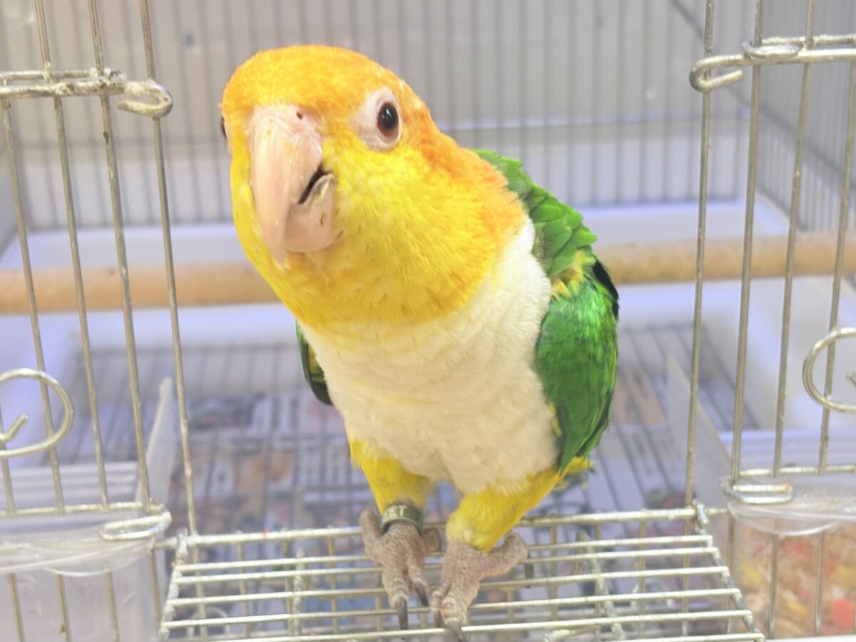 シロハラインコ