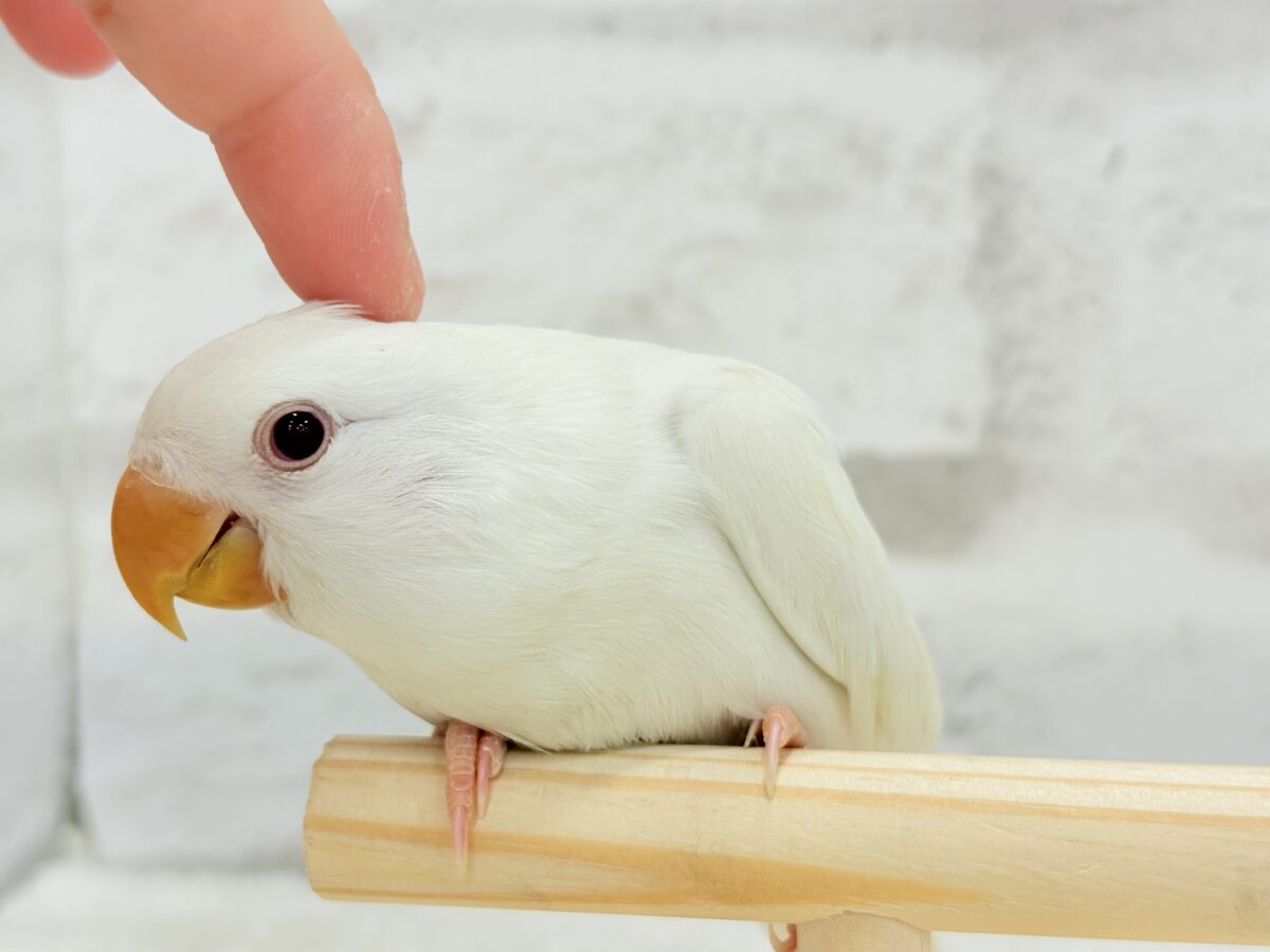 コザクラインコ（小桜インコ）