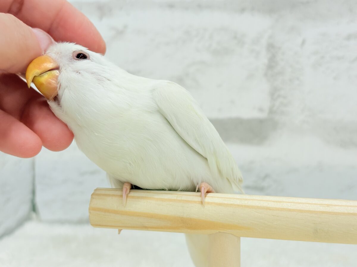 【最新画像更新🪄ひとり餌になりました☆】ほんのりふんわり感じるレモン🐣🍋コザクラインコ(クリームイノ) ヒナ コザクラインコ(小桜インコ)