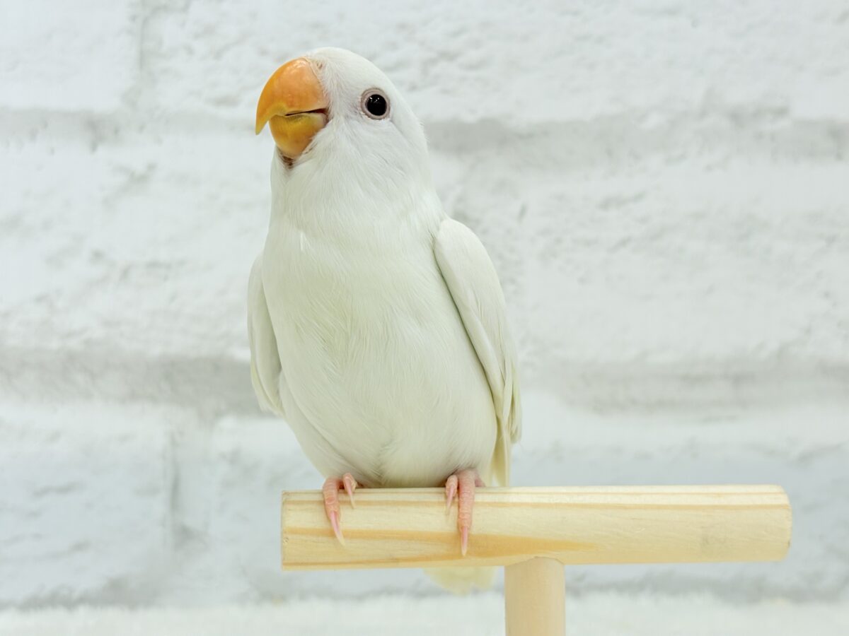 【最新画像更新🪄ひとり餌になりました☆】ほんのりふんわり感じるレモン🐣🍋コザクラインコ(クリームイノ) ヒナ コザクラインコ(小桜インコ)