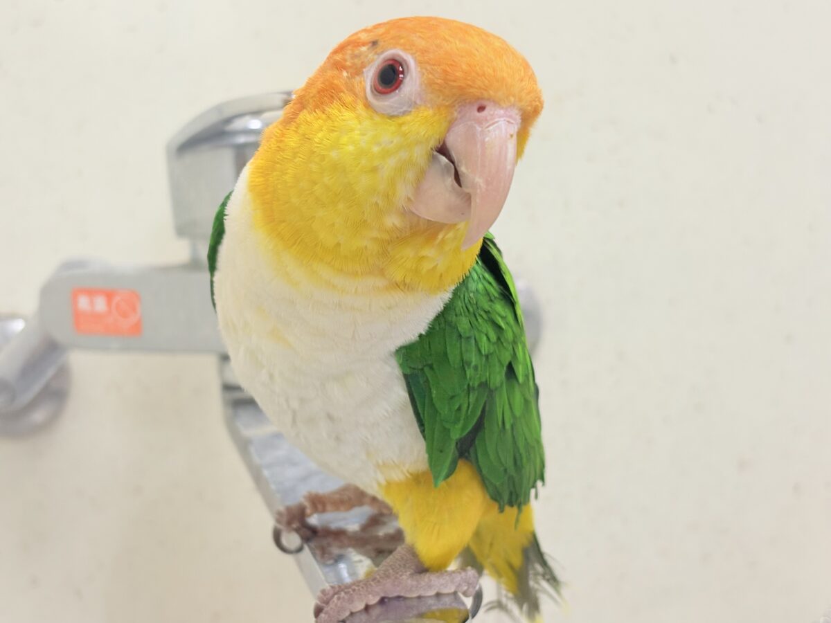 シロハラインコ