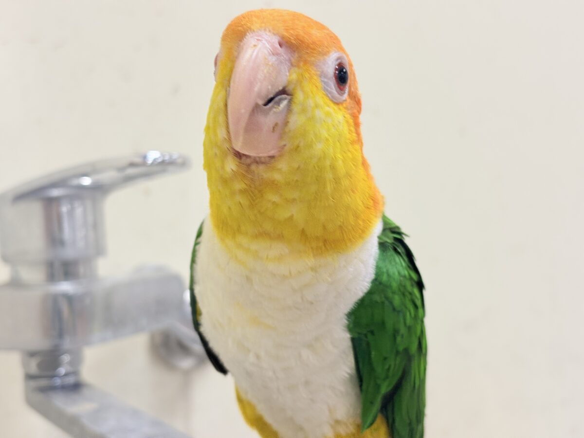 シロハラインコ
