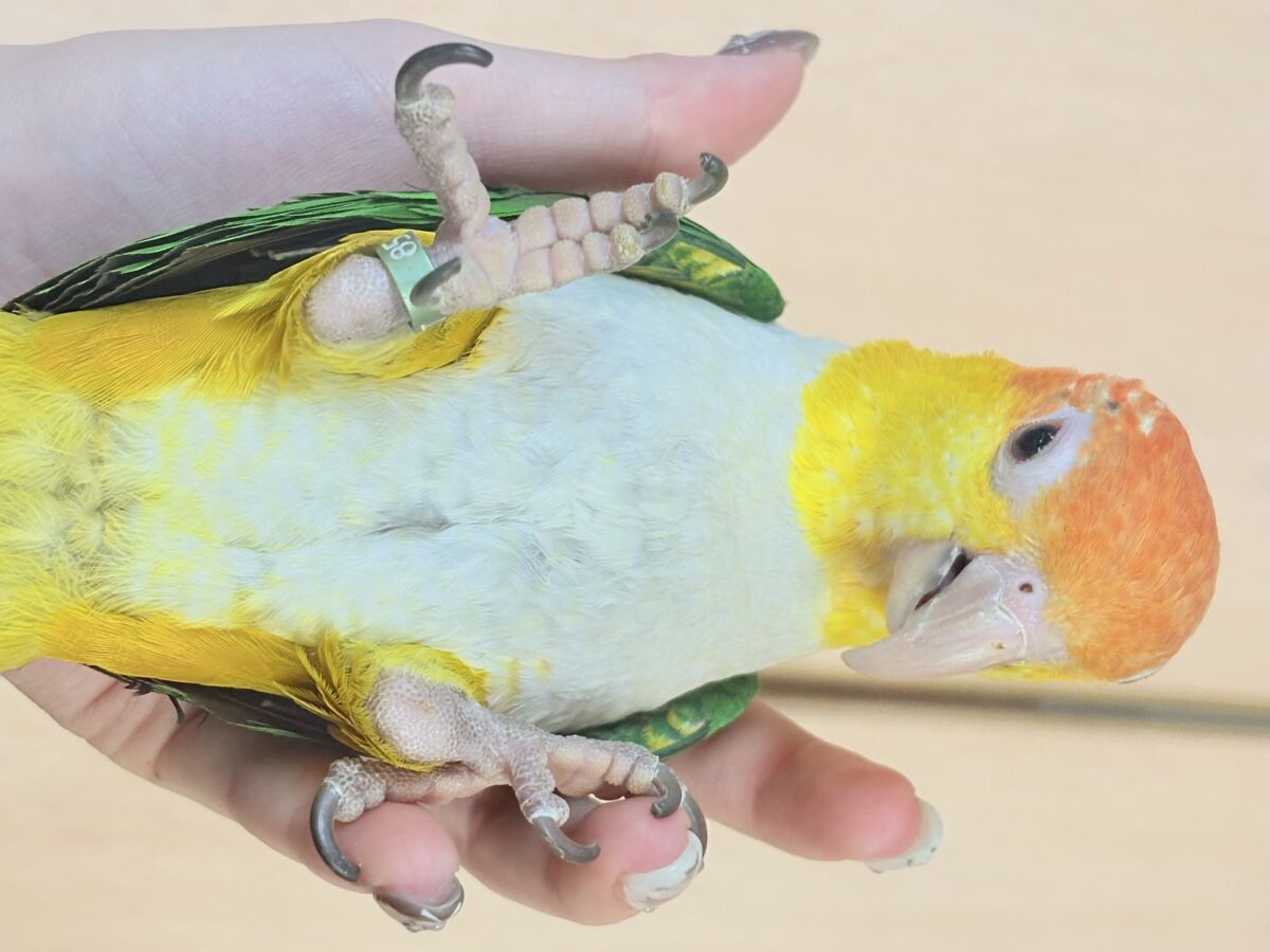 シロハラインコ