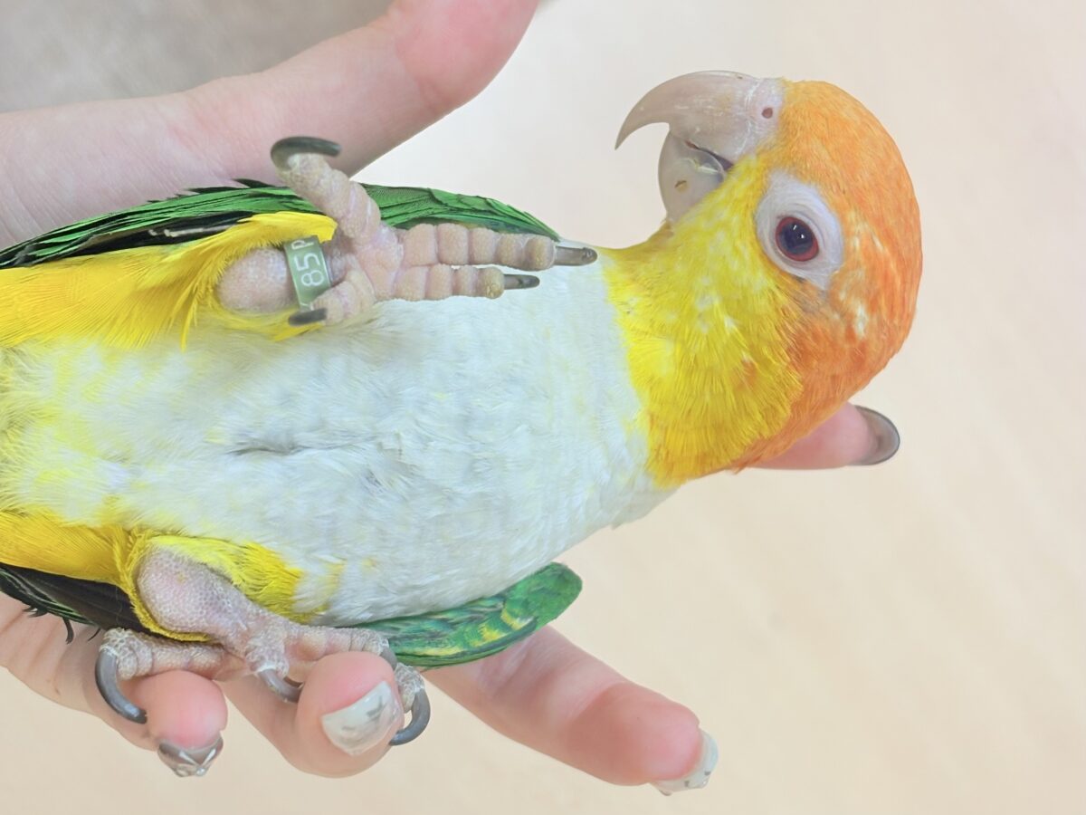 シロハラインコ