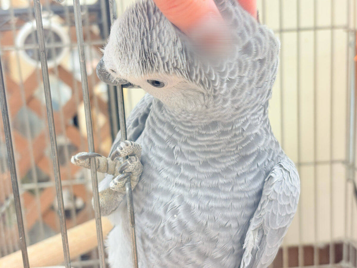ヨウム