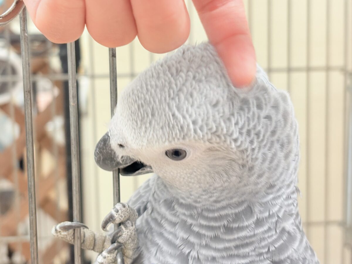 ヨウム