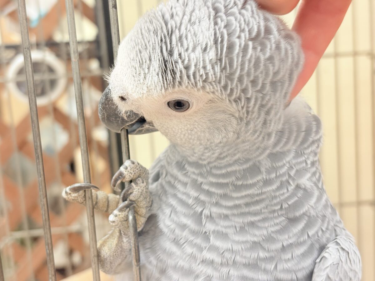 ヨウム