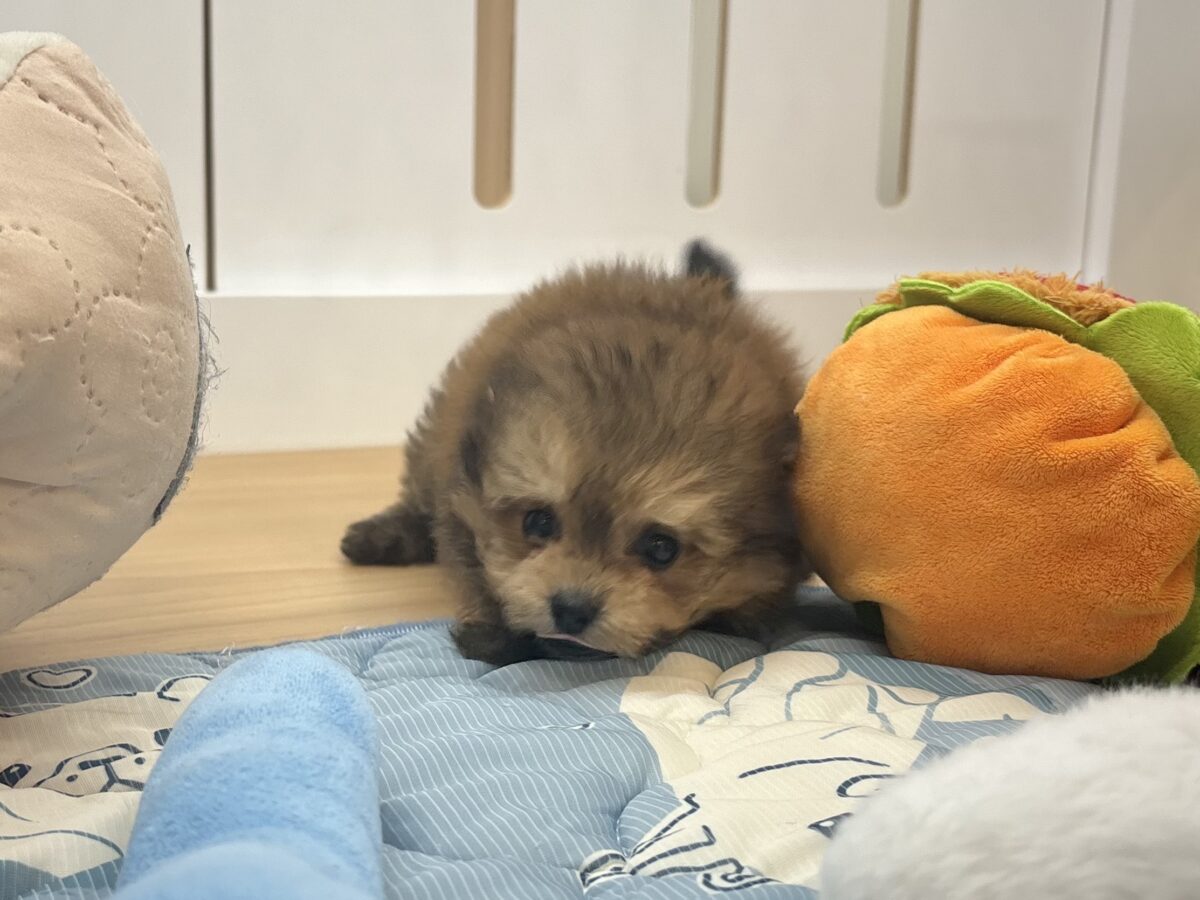 ポメプー