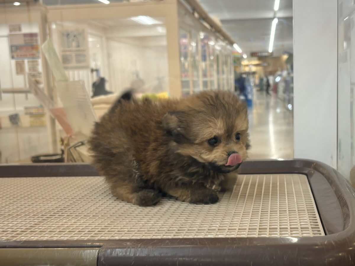 ポメプー