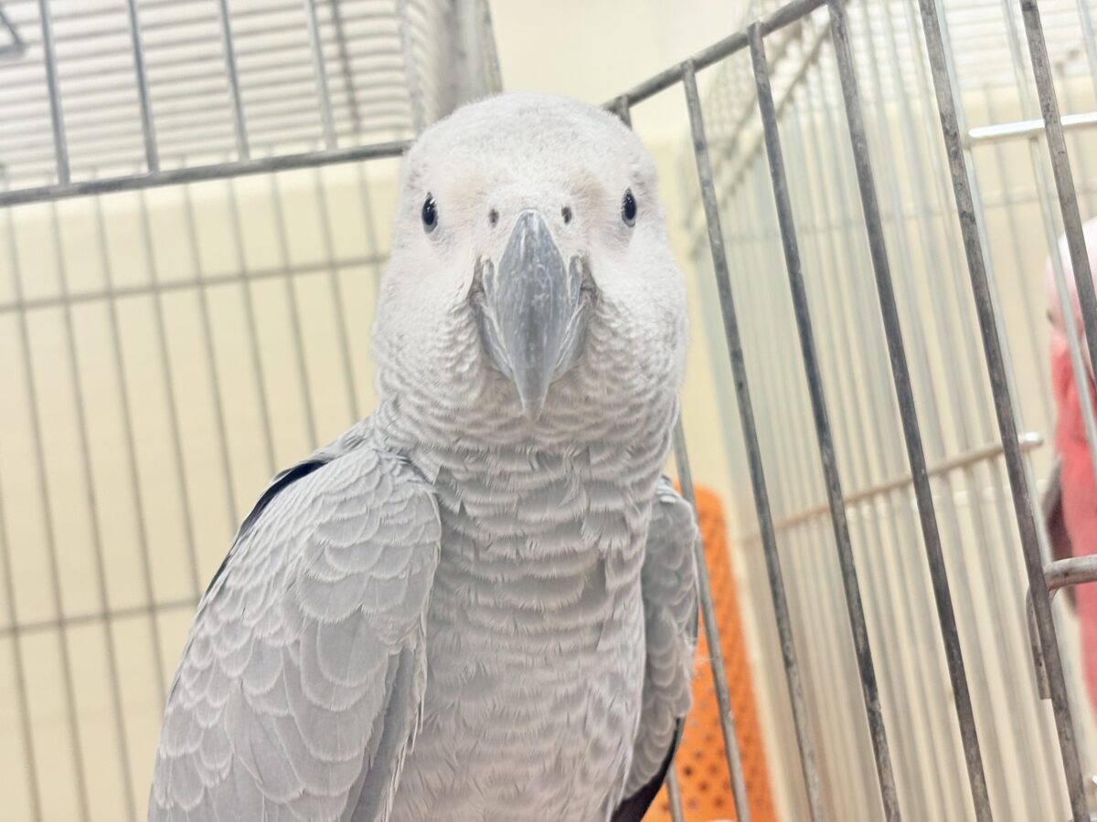 ヨウム