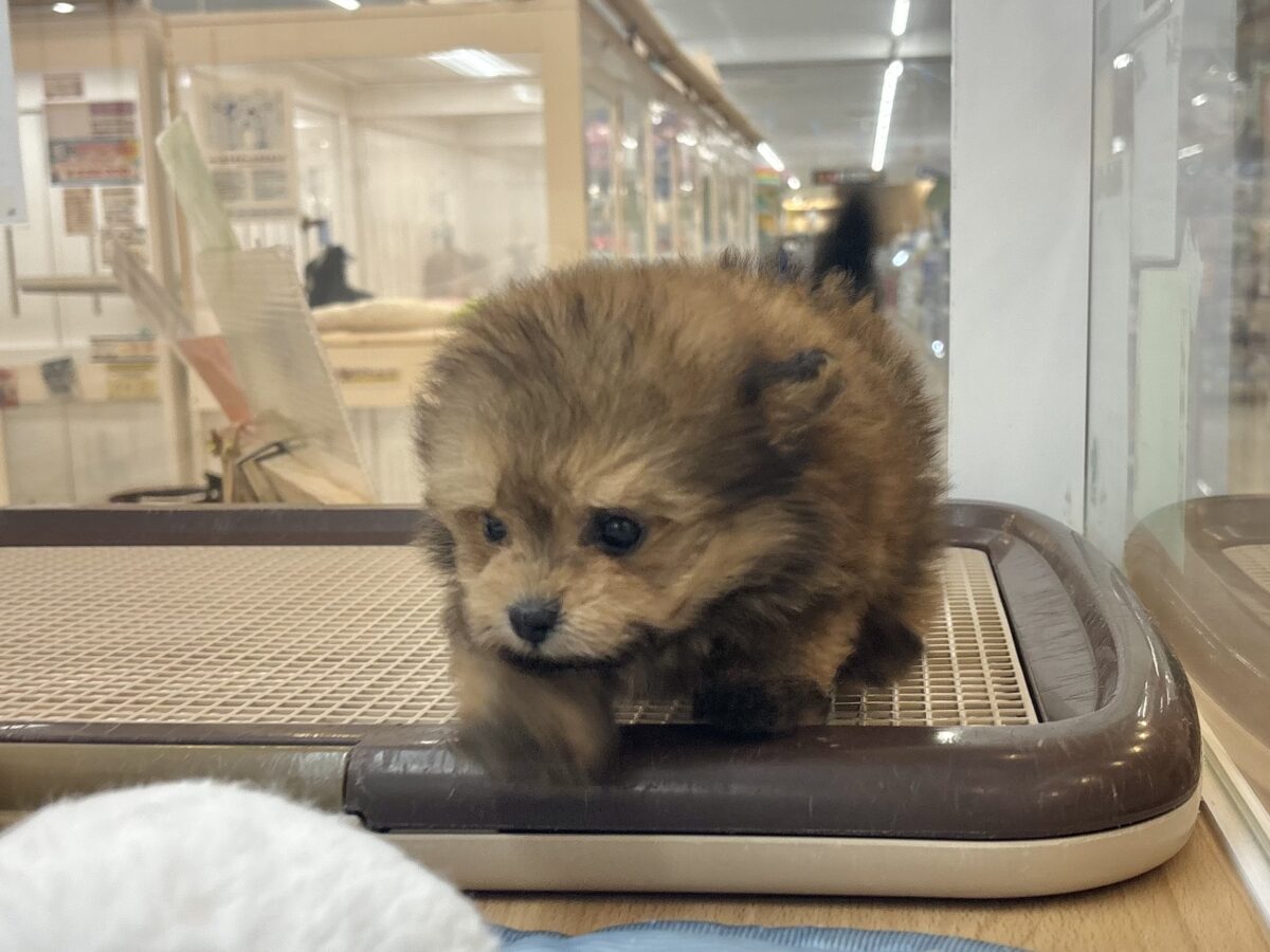 ポメプー