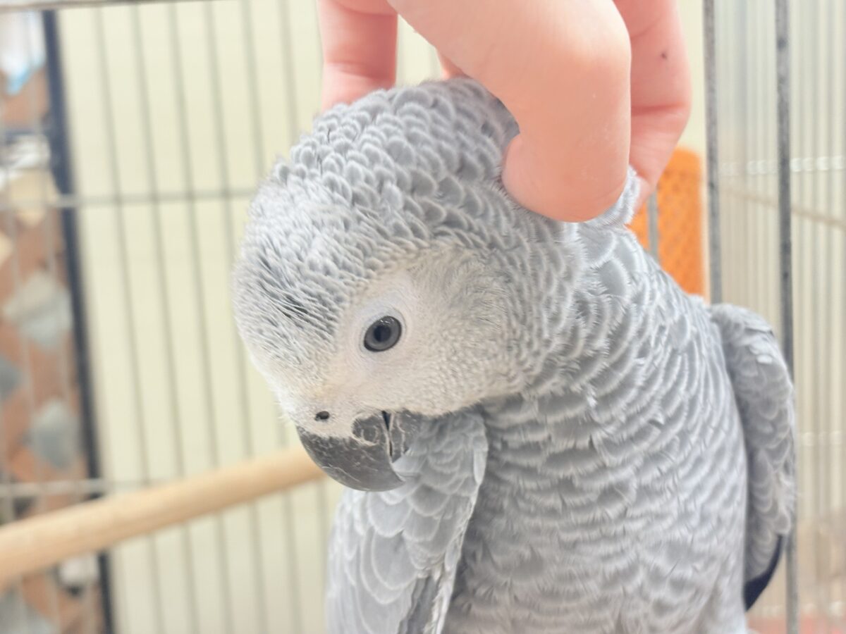 ヨウム