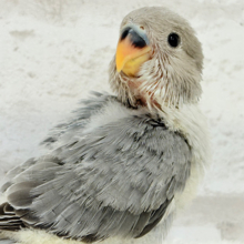 【最新画像更新🪄】かっこよく可愛く🍭全方向制覇しちゃうゾ🐣💖コザクラインコ(モーブオパーリン) ヒナ