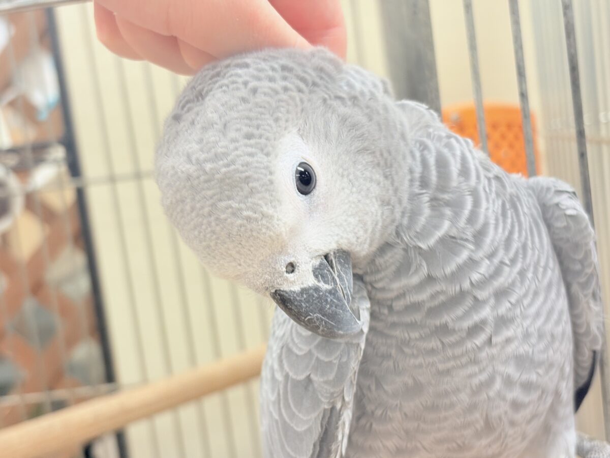 ヨウム
