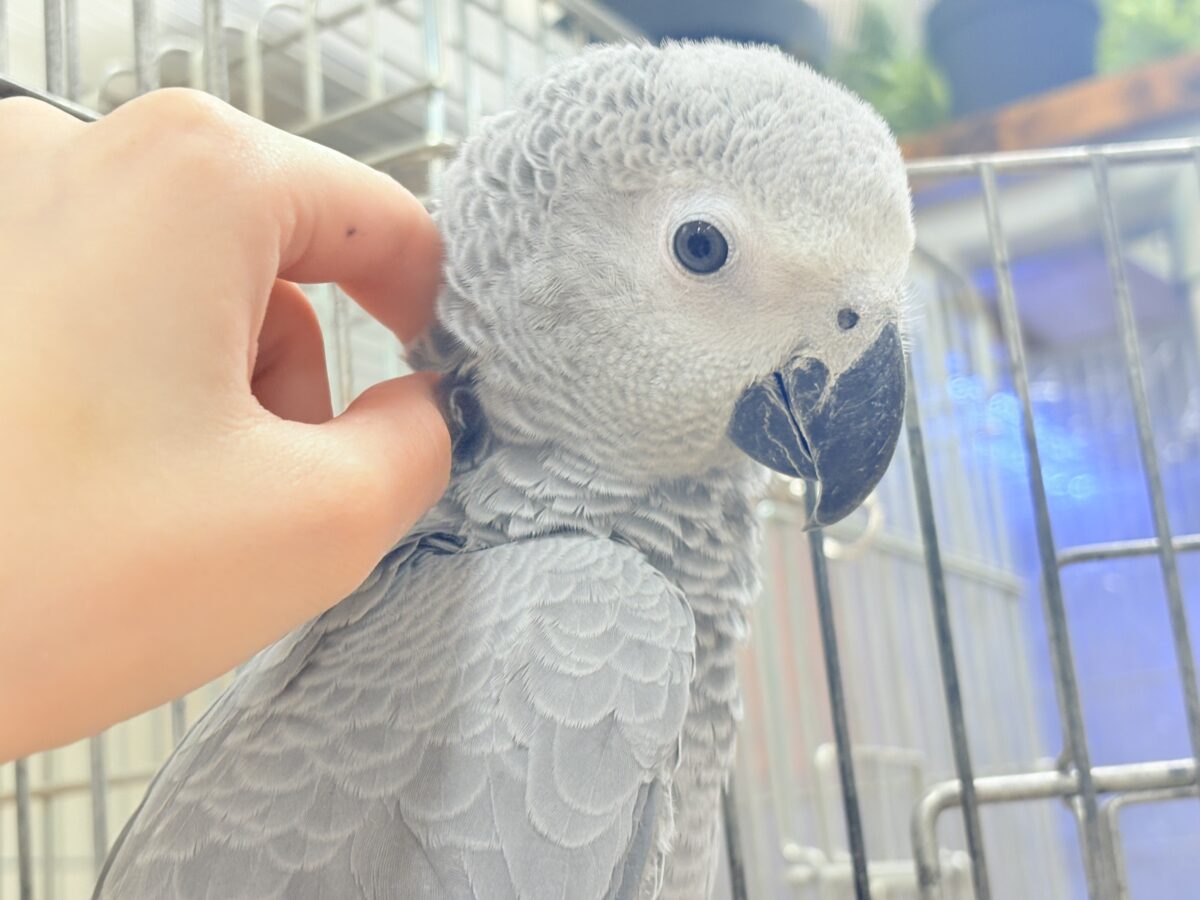 ヨウム
