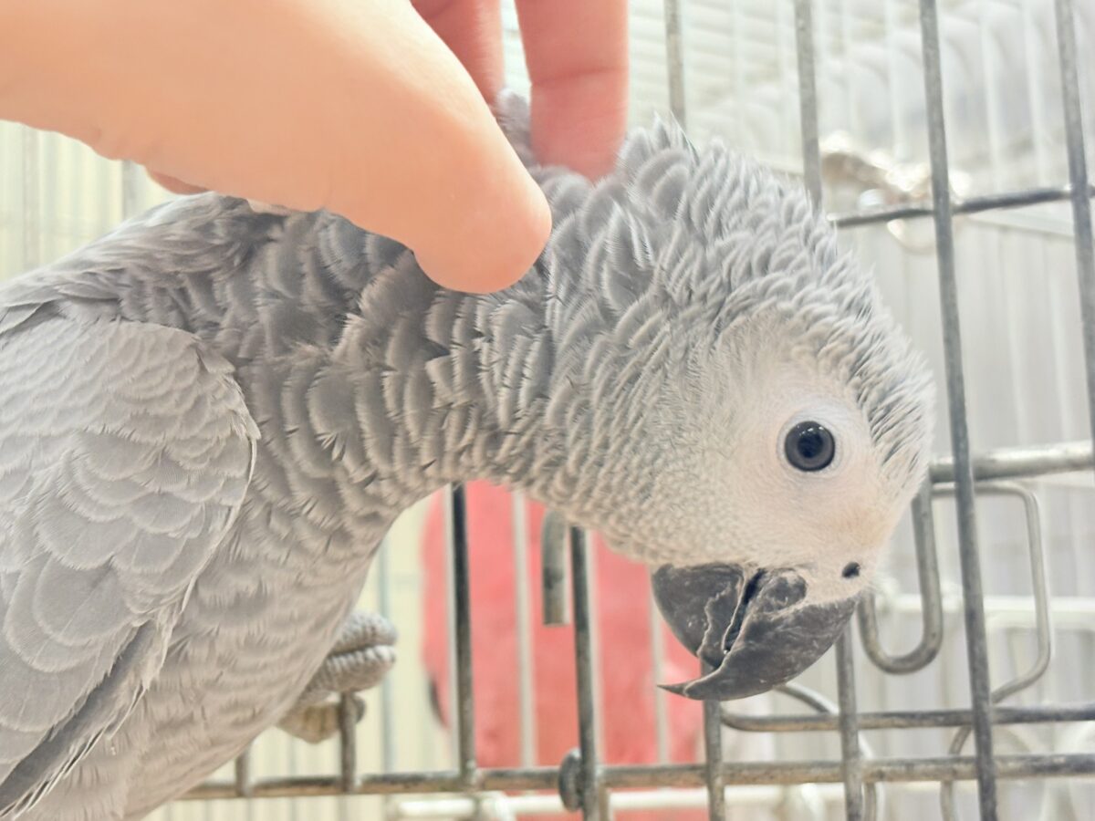 ヨウム