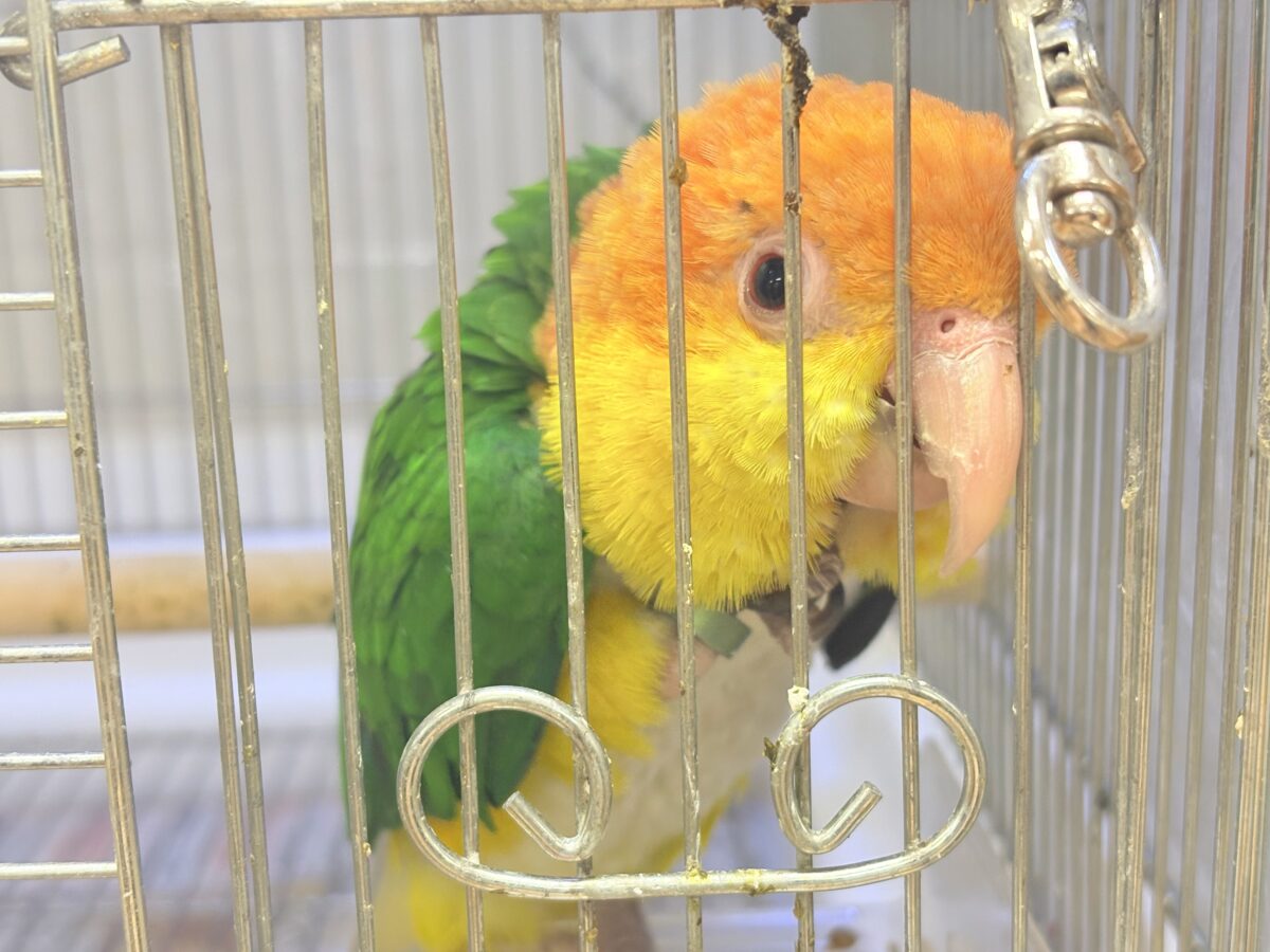 シロハラインコ