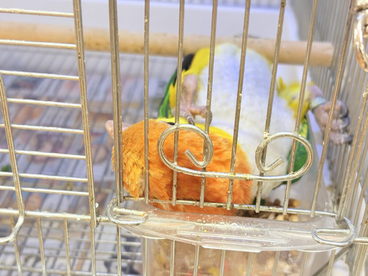 シロハラインコ