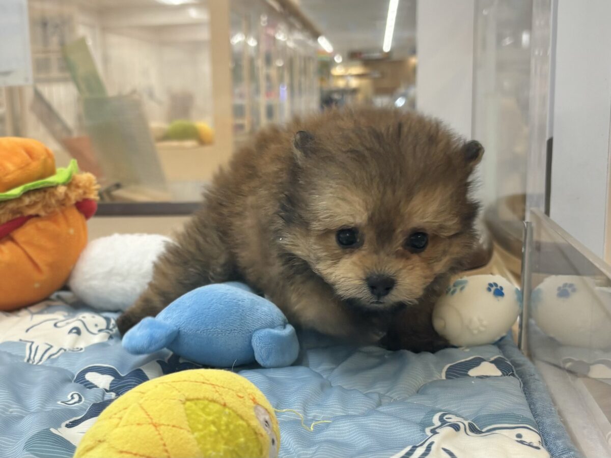 ポメプー