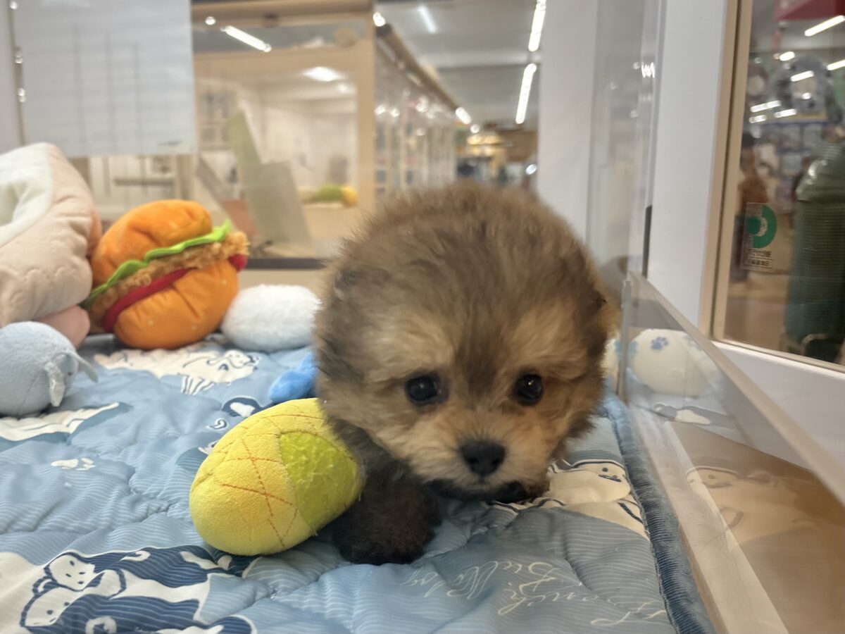 ポメプー