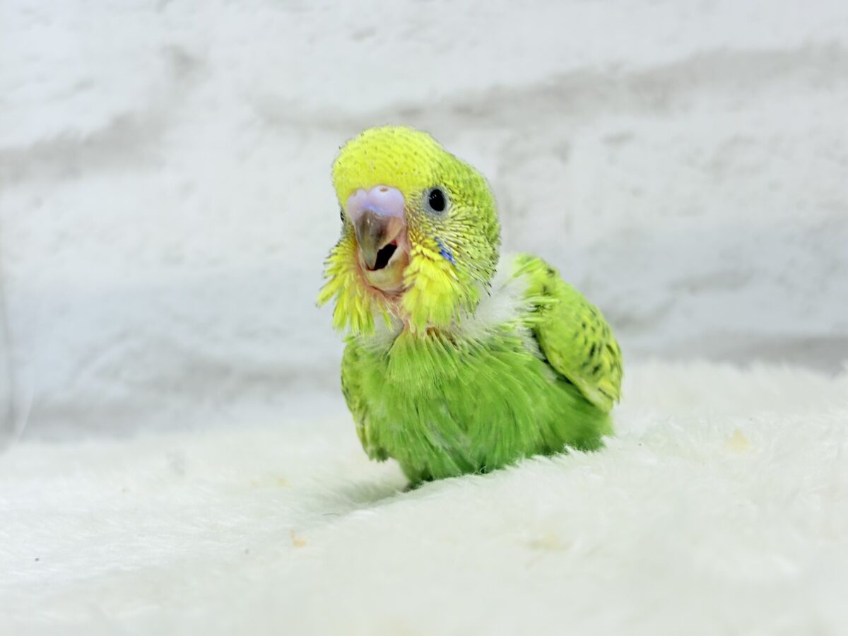 セキセイインコ