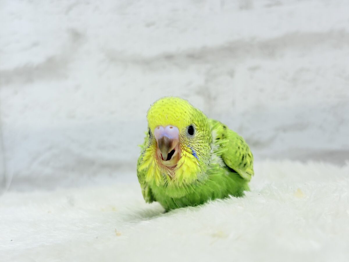 セキセイインコ