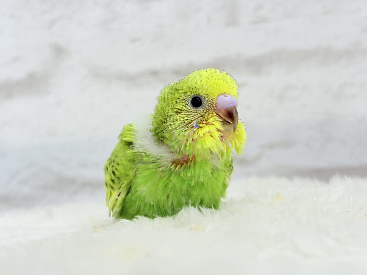 セキセイインコ