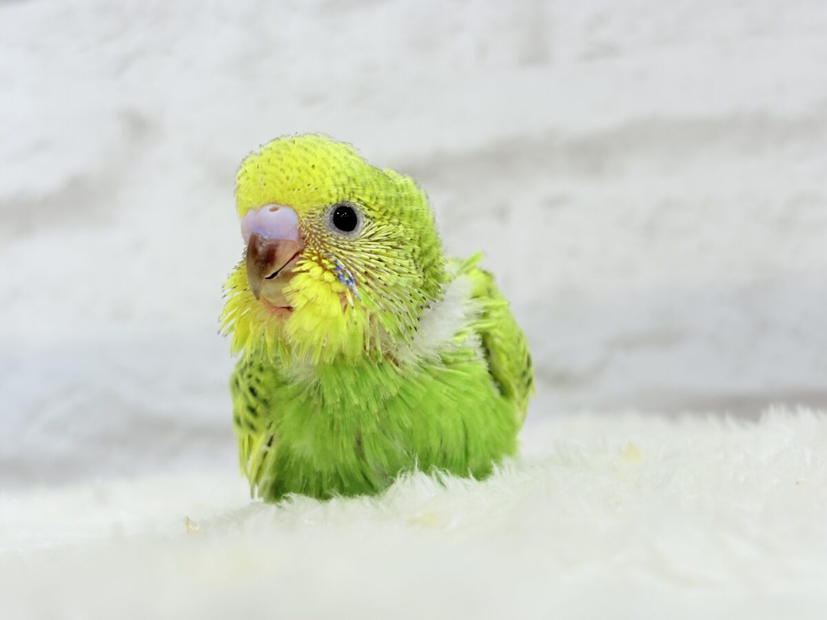 セキセイインコ