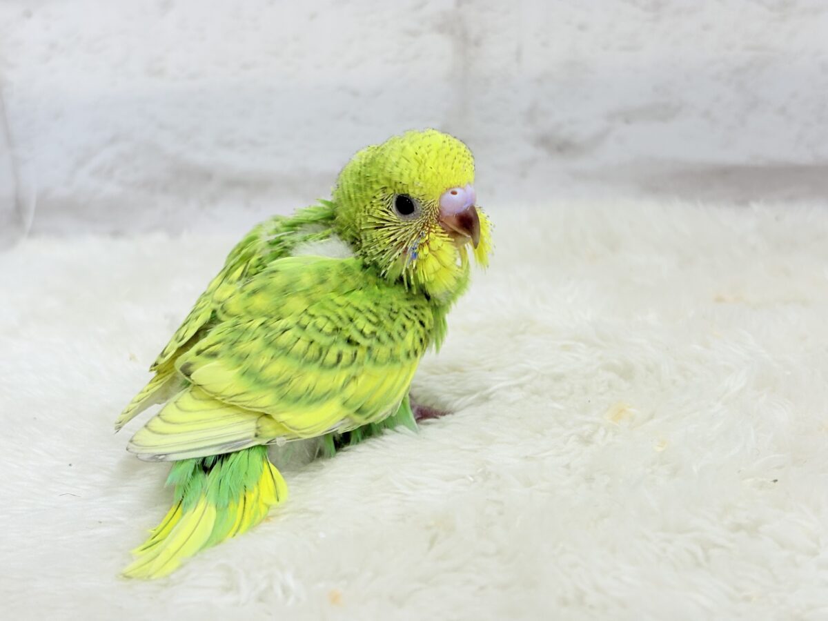 セキセイインコ