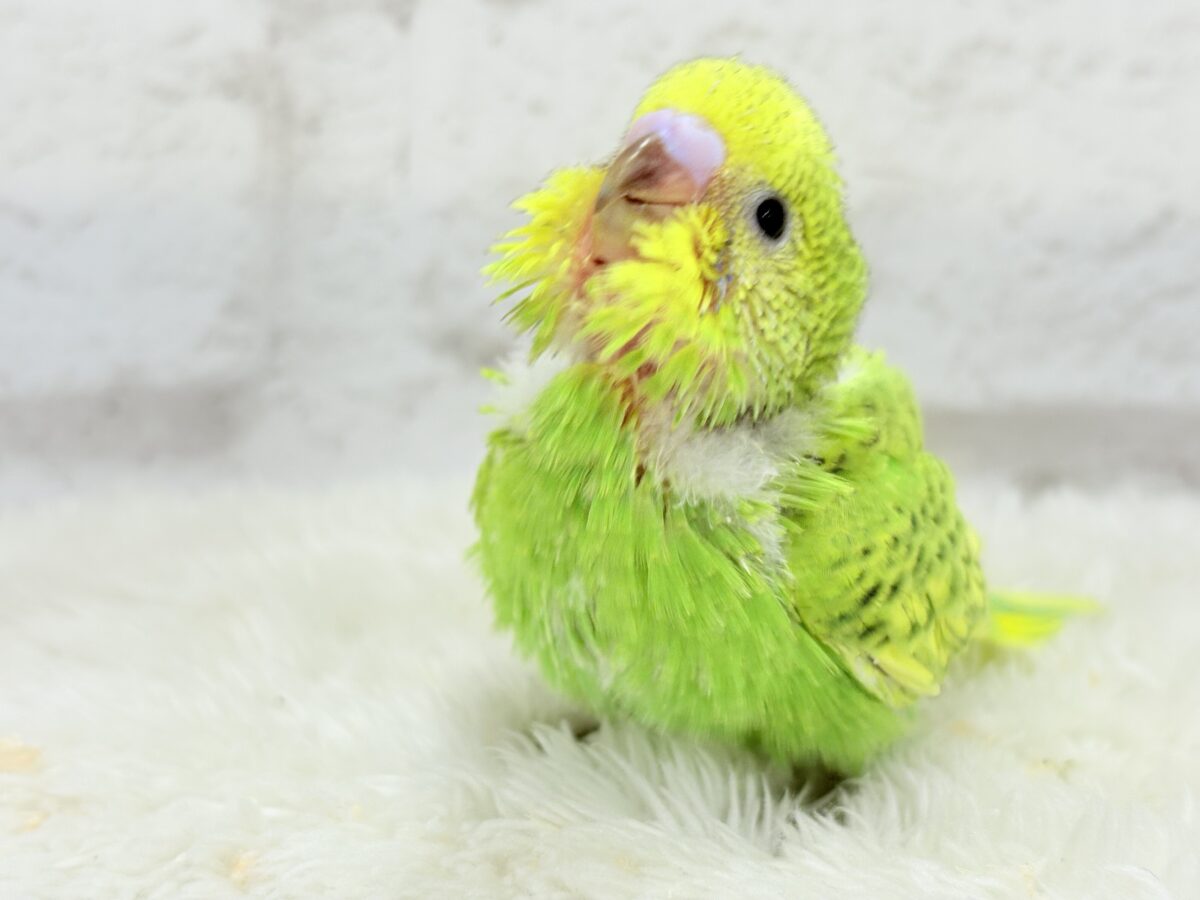 セキセイインコ