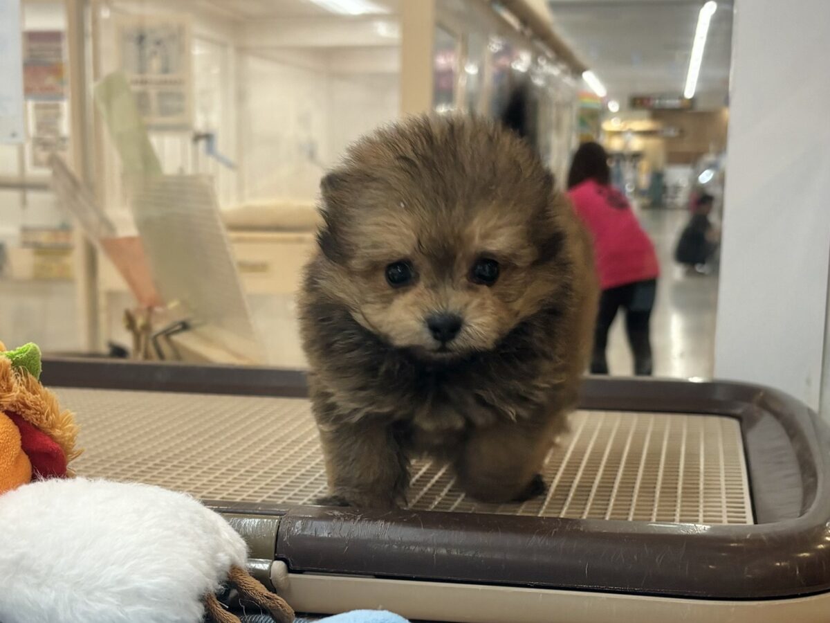 ポメプー
